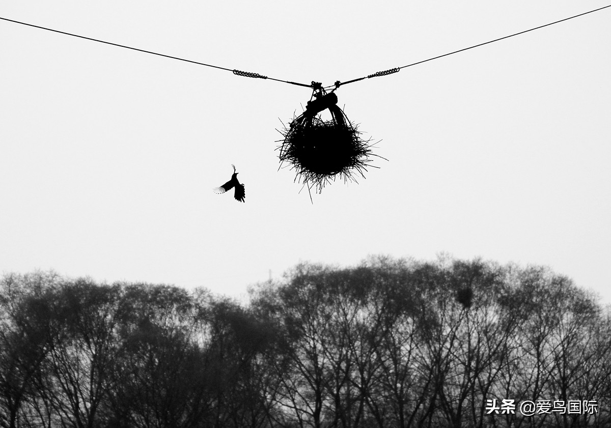 2020观鸟大年,观鸟大年完整版