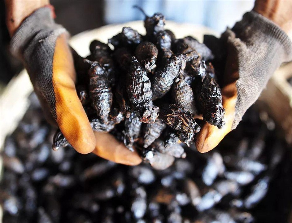 中国六千万人上瘾的槟榔,槟榔被曝光