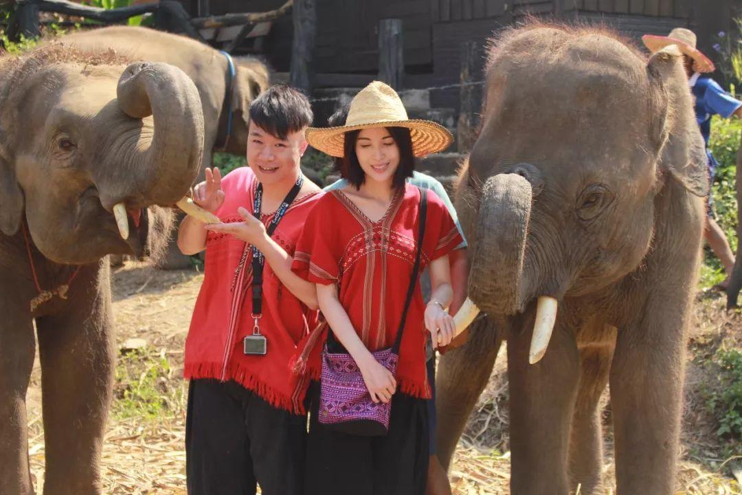 清迈大象义工,清迈大象救助营