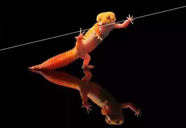 被囚34年取精，被迫亲手杀死爱子，最后只能挣扎着死去……