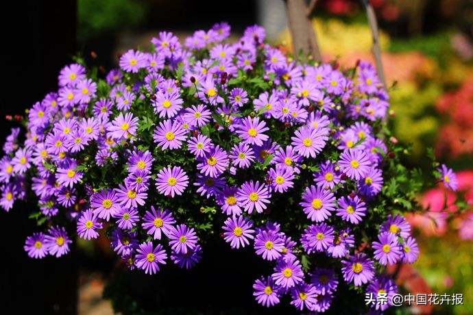 适合花园的花花草草,如何打造四季都有花的花园