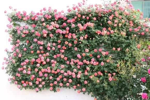 藤本月季秋季怎么修剪才会花墙,最丰花多季开花的藤本月季