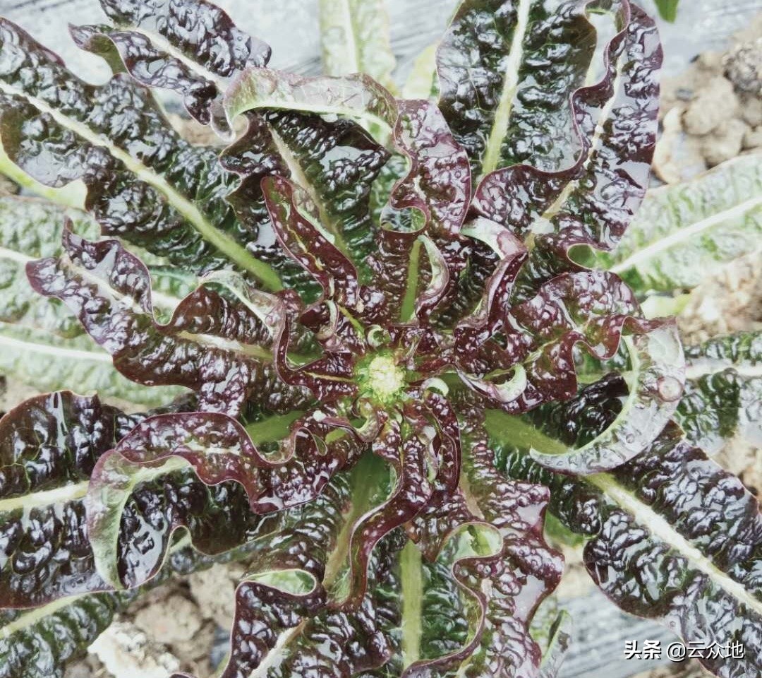 莴笋控旺什么药效果好,莴笋控旺用多效唑行吗