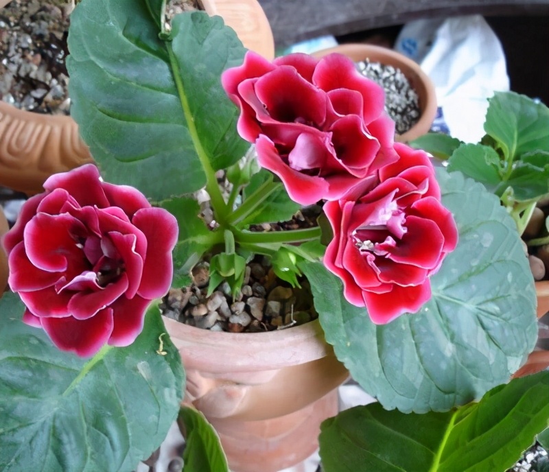 室内光线不好适合种什么,客厅采光不好养什么植物