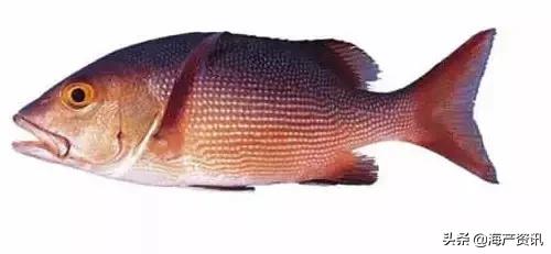 海洋科普世界上都有什么鱼,十种受欢迎的海鲜鱼类