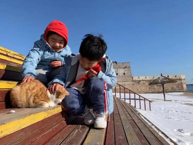 秦皇岛这只网红猫日常“巡逻”你见过吗?岛上还有这些撸猫好去处~