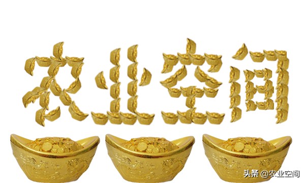 甜玉米可以食用还可以做饮料，甜玉米乳饮料加工工艺