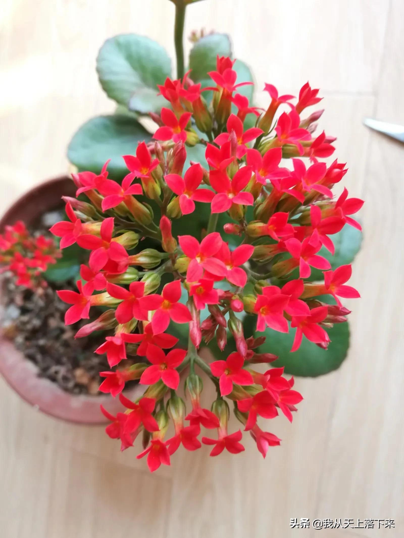 100张花朵美图,100张花图片大全