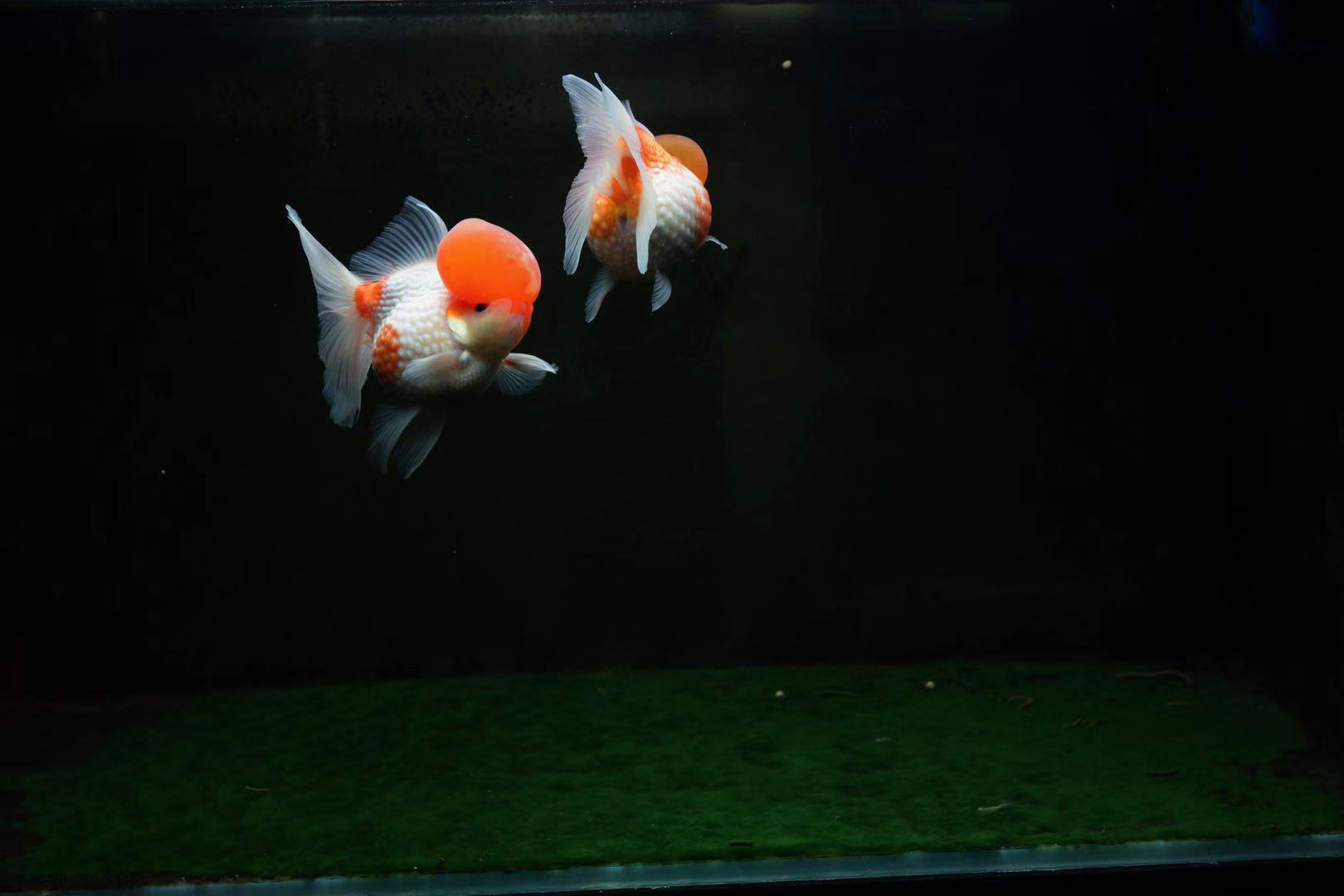 体验养鱼的快乐,金鱼繁殖期间怎么饲养