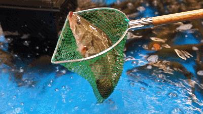 盒马特价商品还打88折吗,盒马9折