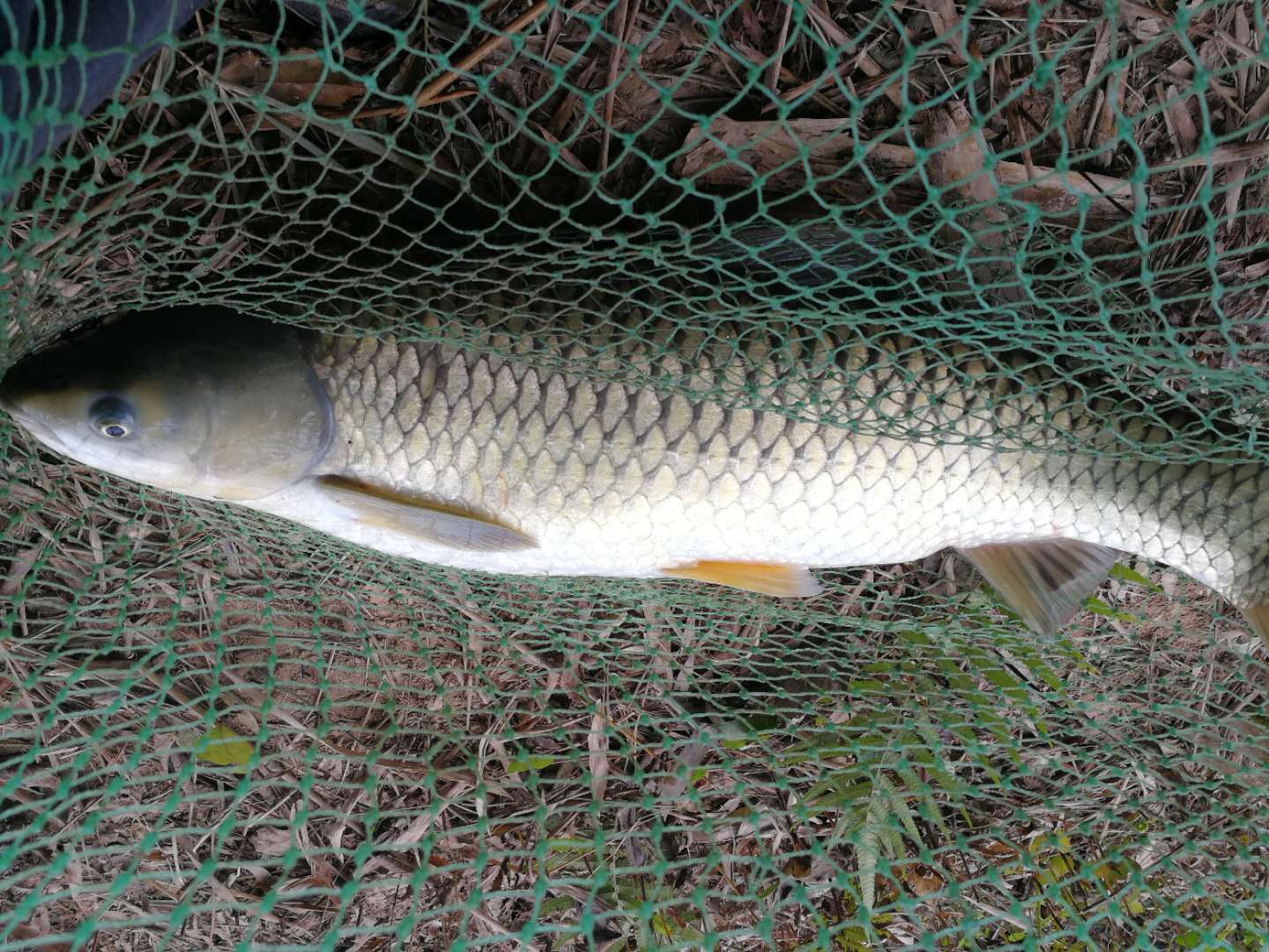 夏季钓鱼用的鱼线怎么选,钓鱼技巧鱼线的选购