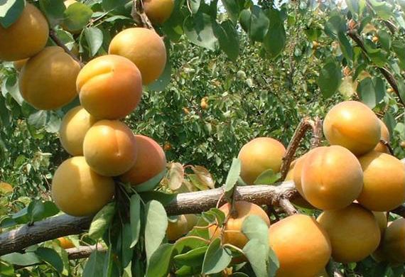 清华学霸讲数学全集,清华学生理综300分