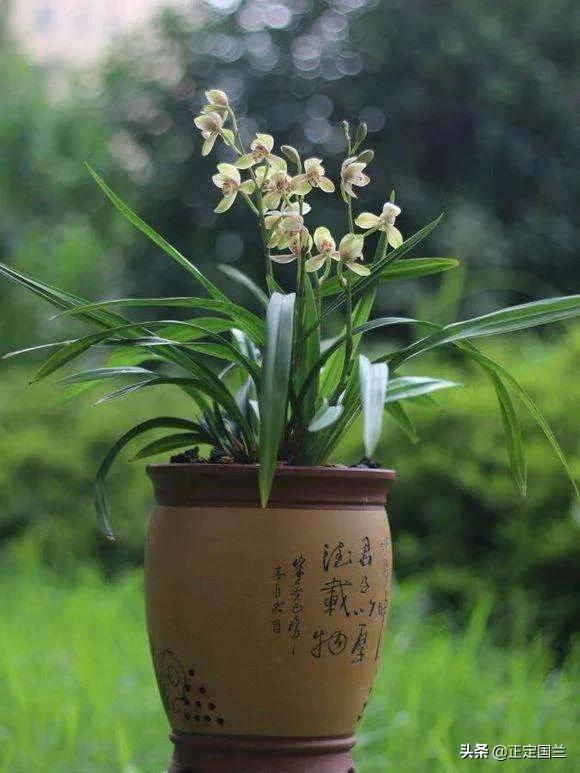 为什么兰花被称为国兰,为什么兰花又叫国兰