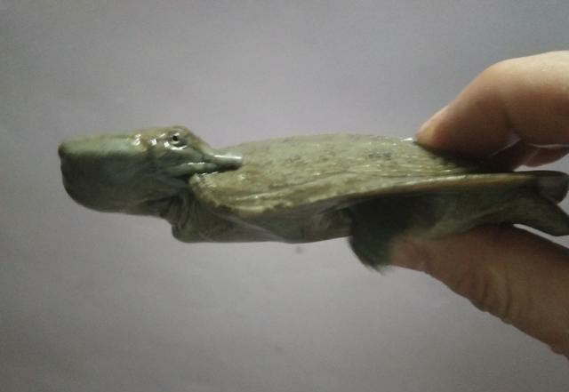 甲鱼厉害还是鳄龟厉害,甲鱼很强吗