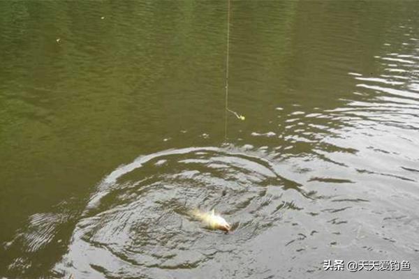 珠珠钓鱼法技巧,用珠珠钓鱼怎么钓离底