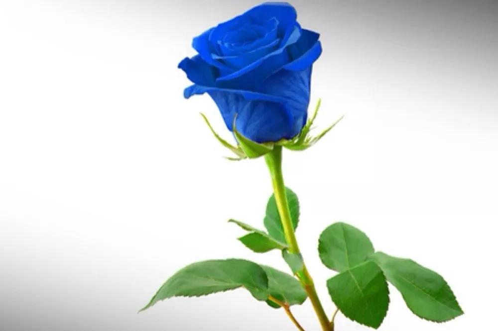 花店必备的5款玫瑰,鲜花图鉴一次性认识30种玫瑰花