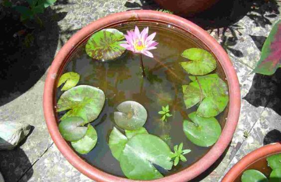 睡莲只有根茎的睡莲水培养殖方法,睡莲养殖方法水培需要晒太阳吗