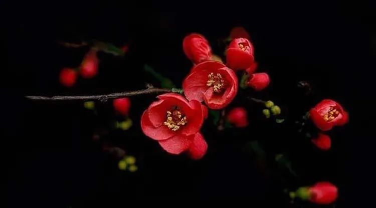 拍大片梅花技巧,梅花拍人物照姿势技巧大全