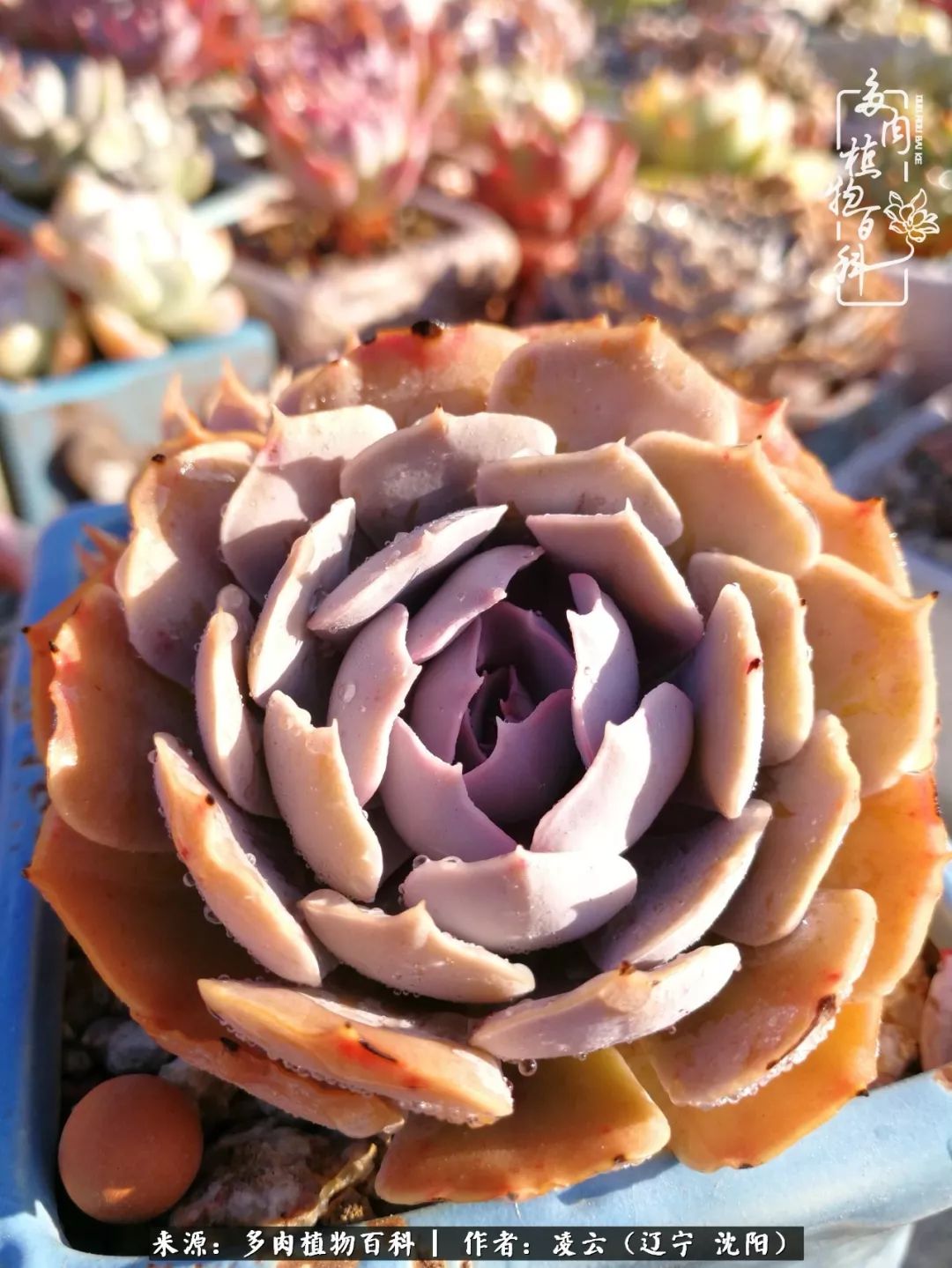 秋闲赏多肉，话育儿，亲生的自家娃，总有一刻让你怦然心动