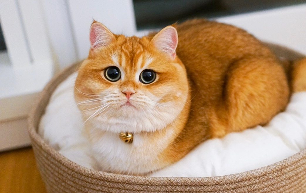 新手养猫必做筛查,新手养猫如何知道猫咪健康