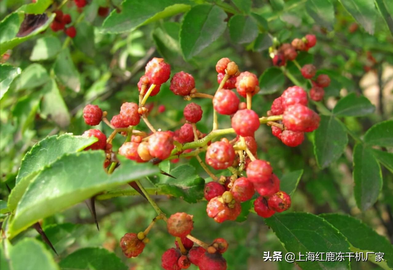 山东大型花椒烘干设备,潍坊花椒干燥设备报价图片