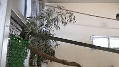 有多少南京人，获得过猫头鹰的祝福