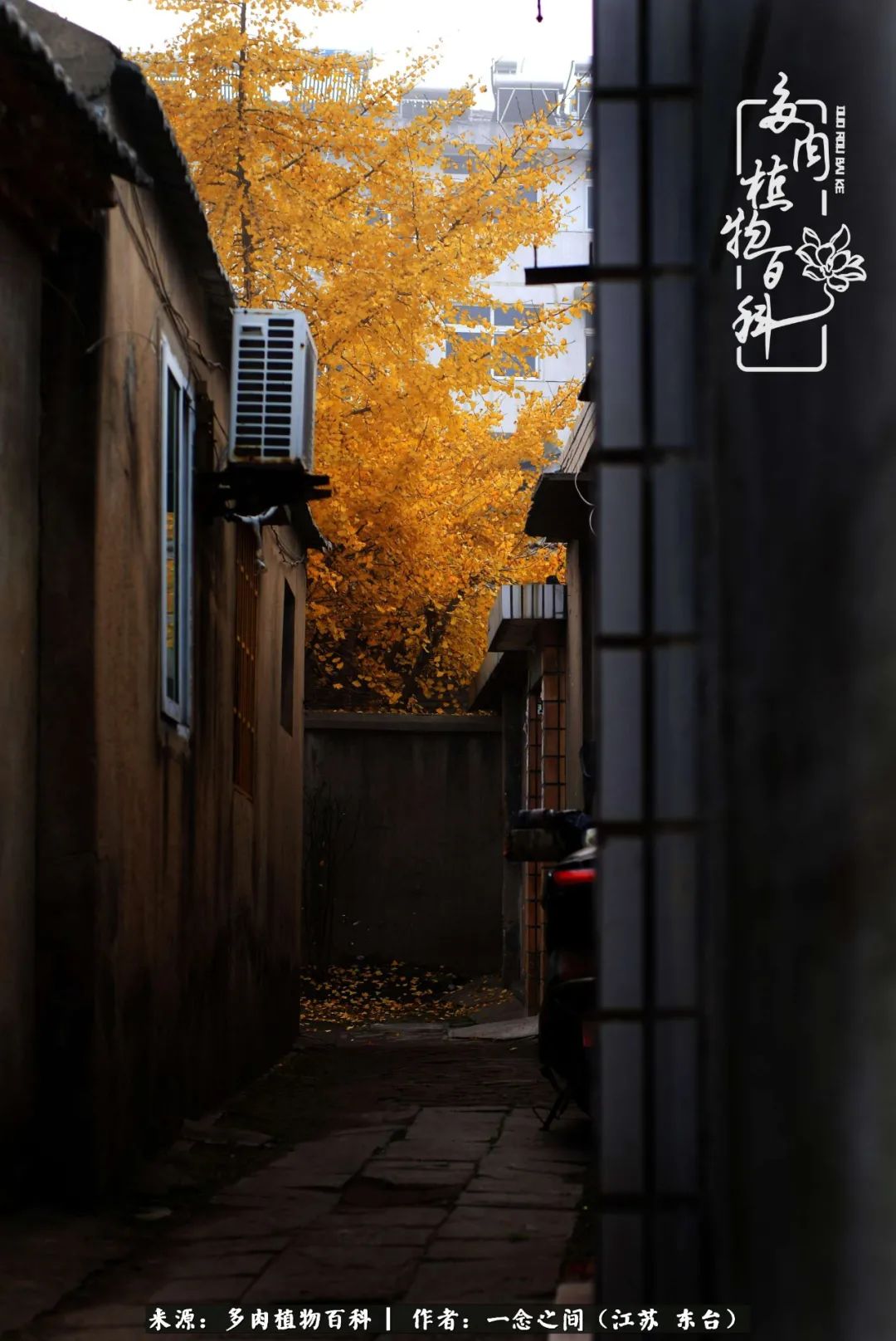 一见多肉误终生,一见多肉误终生从此钱包成路人