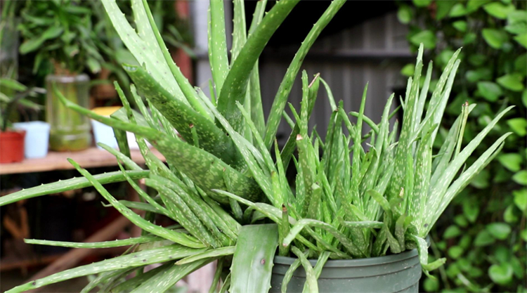 净化空气吸甲醛最好的植物有哪些,除了绿萝还有什么植物去甲醛