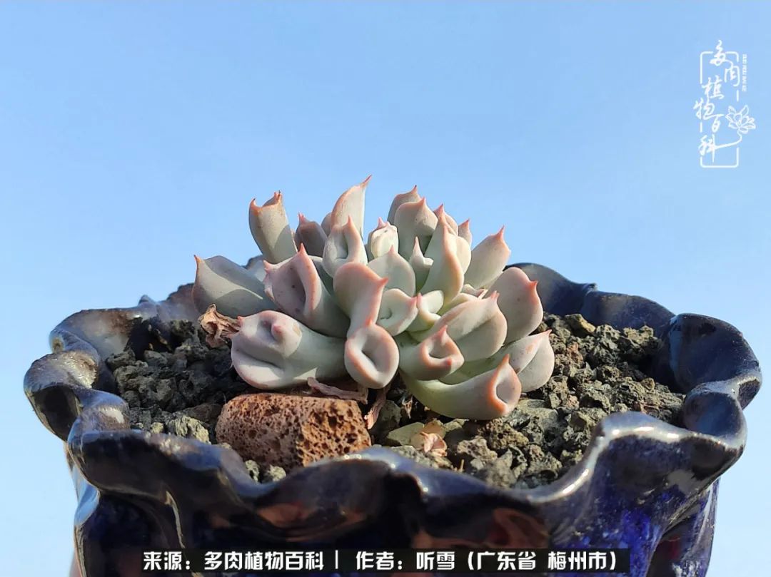 遇见多肉感恩生命中所有的相识,爱上多肉是个压力山大的事