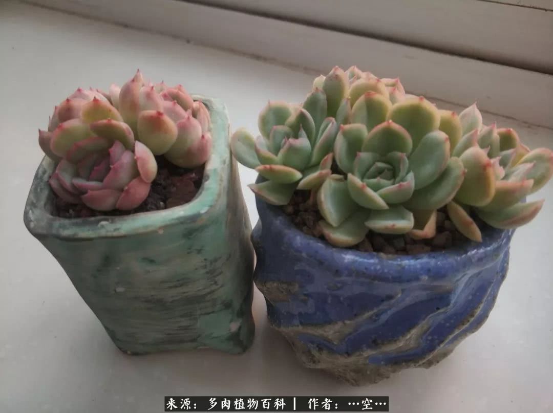 多肉之歌怎么写,多肉之歌