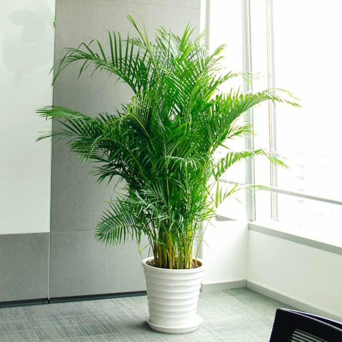 除甲醛最好的花卉什么花,除甲醛养什么花好一点