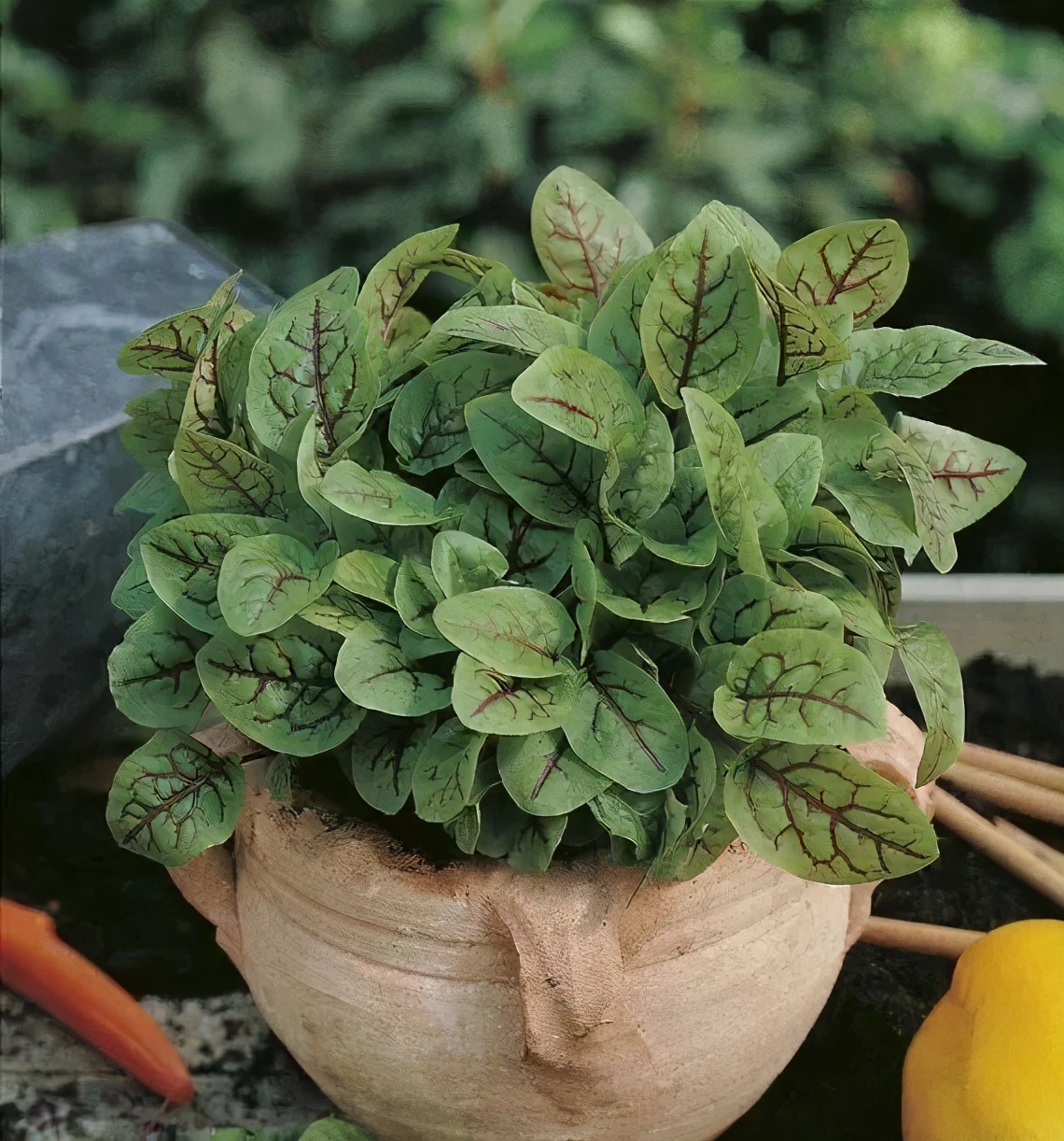 观花草本植物推荐,最具观赏性的观叶植物