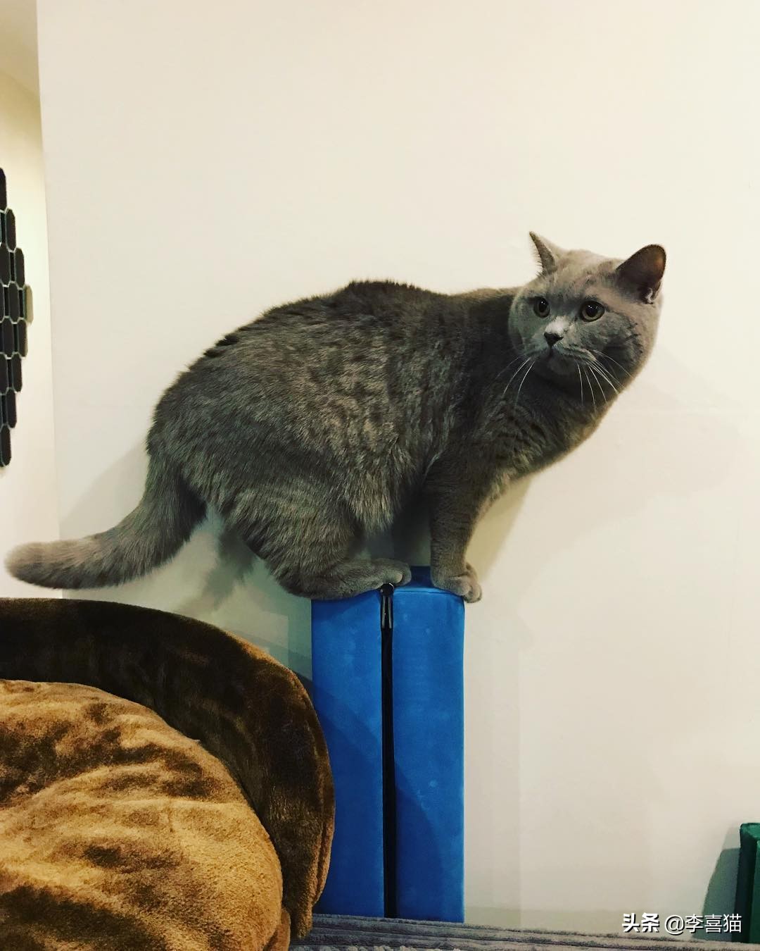 猫咪犯错是怎么打才能让猫意识到,猫咪不听话打它哪里比较合适