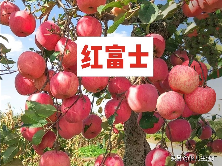 每天认识一种美食,每天认识一种食品