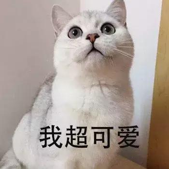 新手第一次养猫养什么品种好,小学生养猫英短猫掉毛吗