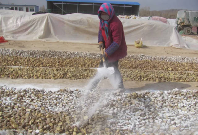 马铃薯腐坏病,马铃薯茎腐病怎么治疗