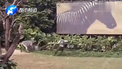 女子被斑马咬掉手指河北廊坊,21岁女孩喂斑马被咬