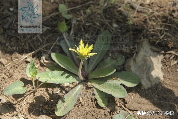 蒲公英泡水喝的利与弊你了解多少,关于蒲公英的知识科普