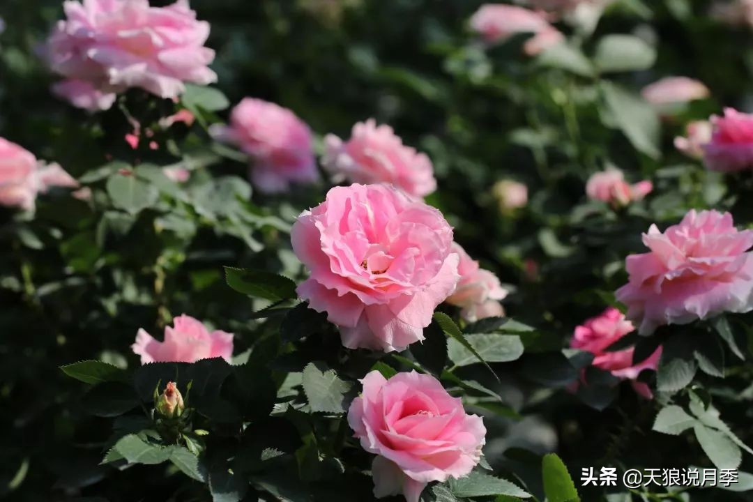 都说“最美人间四月天”，应该就是月季开花的模样吧！