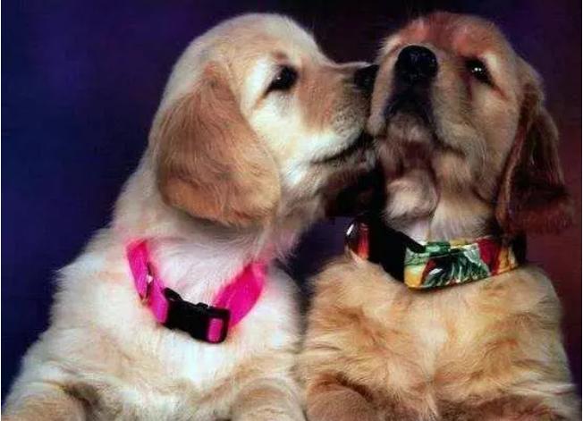 公狗多久才会跨骑,狗为什么会互相跨骑