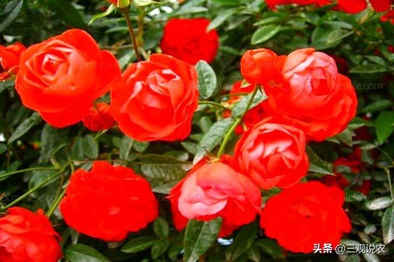 月季枝枯病的病原属于什么病害,月季茎蜂预防用什么药