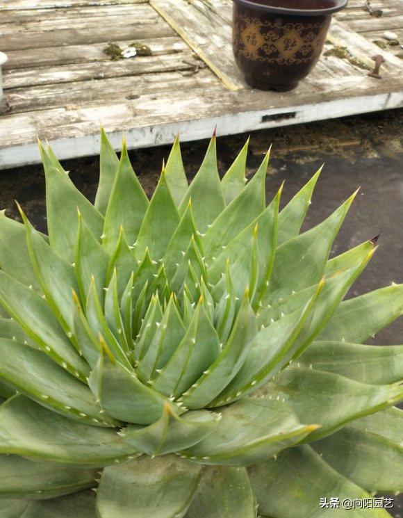 不起眼的芦荟，价值非常高，夏天止痒必备，有“它”不用怕蚊子