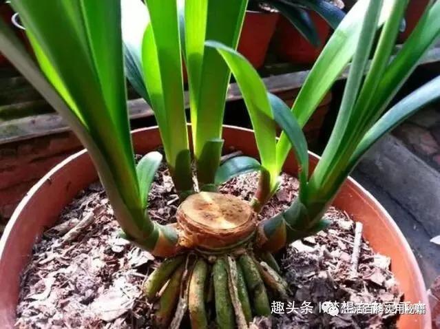 君子兰为什么会烂叶怎么处理,君子兰烂叶的原因和处理办法