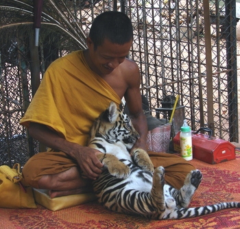 泰国的和尚真的很善良吗,泰国和尚赚钱