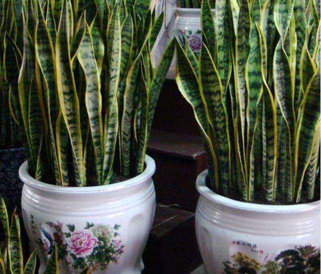 虎皮兰叶片有斑点怎么处理,虎皮兰叶子有黑斑是怎么回事