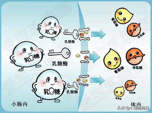 猫喝纯牛奶有危害吗,猫喝牛奶有危害吗