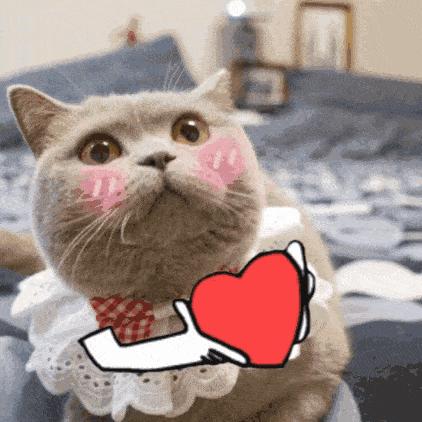 5000以上的自动猫砂盆,给猫买好多碗