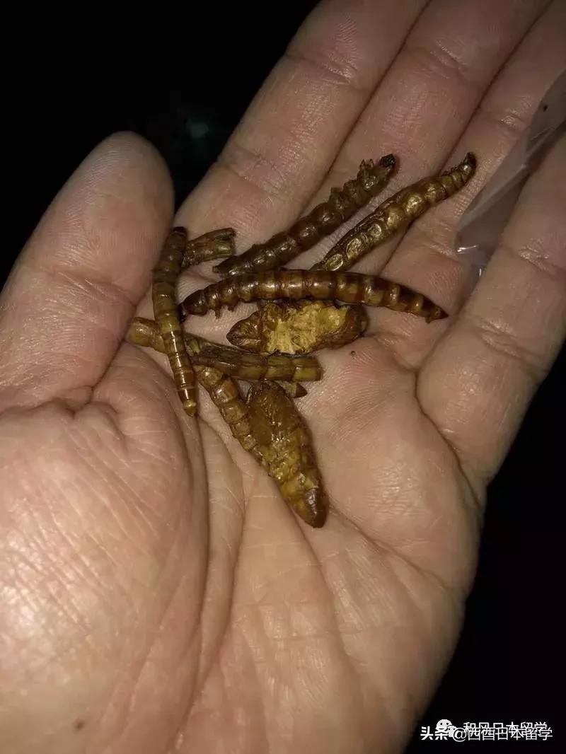 日本昆虫拉面自助售卖机,日本活体昆虫自助售卖机