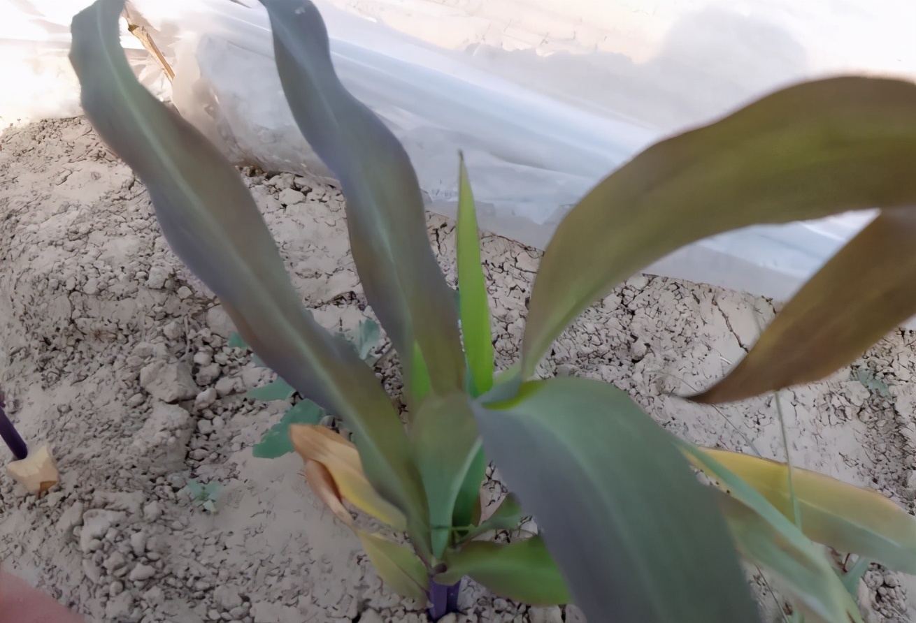 玉米三叶期缺磷,玉米缺磷肥的症状图片