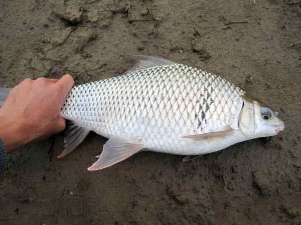 钓三斤以上红眼鲮鱼方法与技巧,鲮鱼警惕性高怎么钓